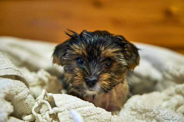 裹着毛巾的小狗。海狸约克洗后是湿毛巾干，为狗梳洗。关心和清洁宠物。图片下载