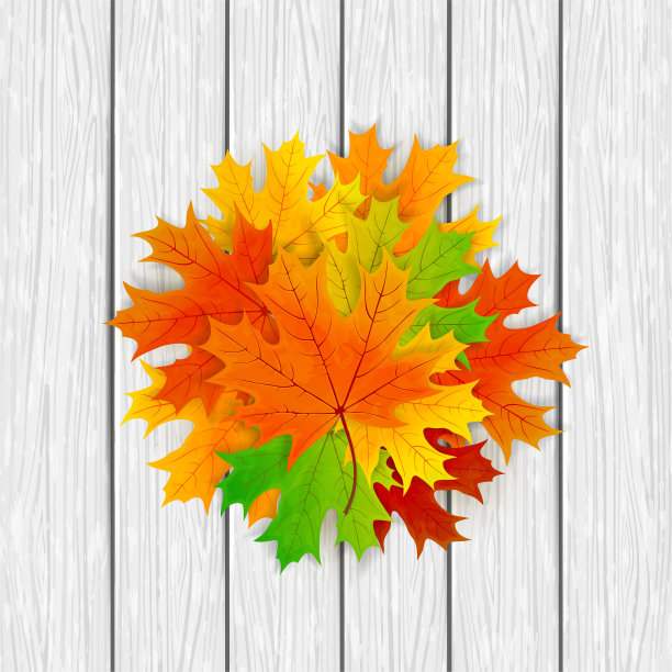 白木背景上的枫叶图片下载
