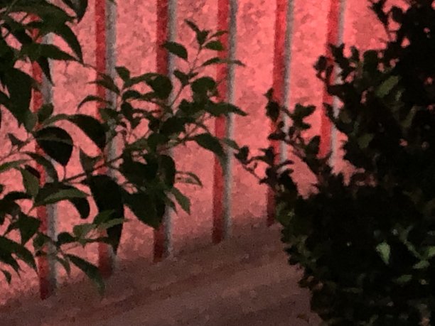 像低照相术图片下载