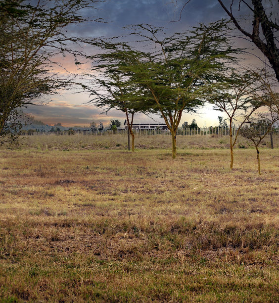 金合欢森林图片下载