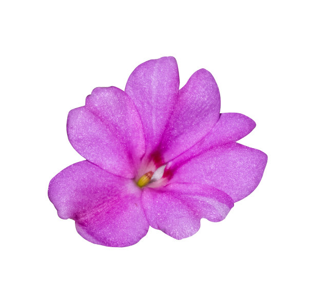 粉红色凤仙花接近白色背景图片下载