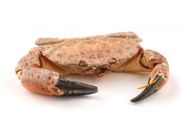 白色背景上的红海蟹图片下载