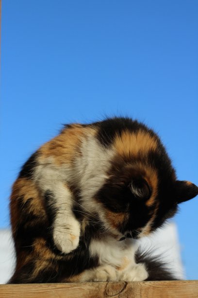 在晴朗的蓝天下，一只毛茸茸的猫在木制门廊上舔自己图片下载