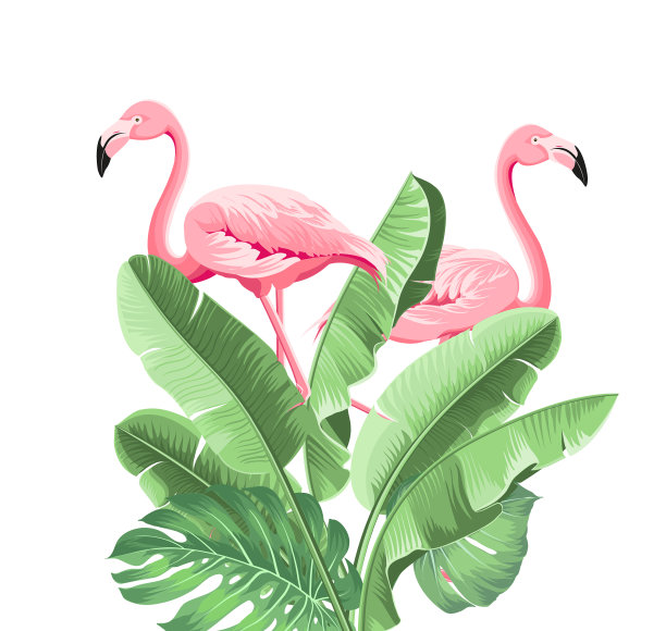 夏季热带框架异国香蕉叶图案图片下载