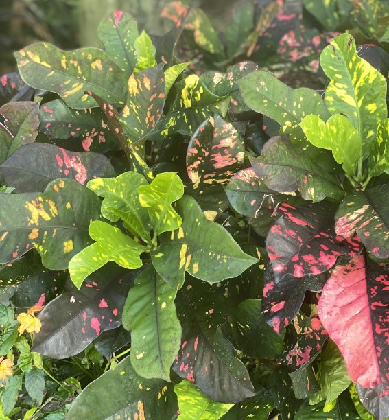 热带植物的粉色、绿色和黄色叶子图片下载