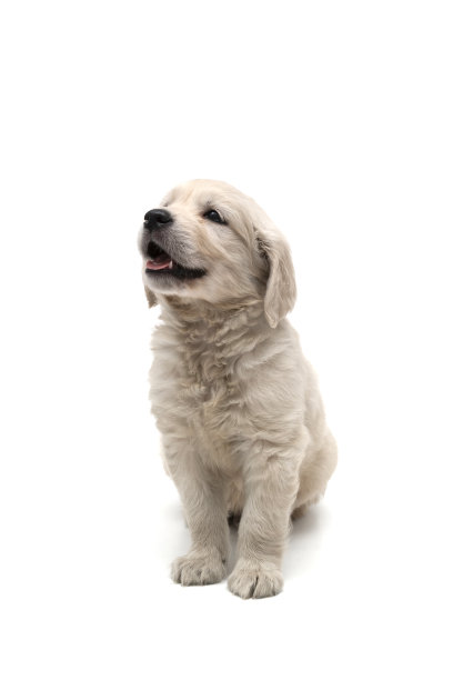 寻回狗拍摄在工作室图片下载