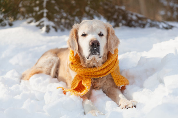 可爱的金毛猎犬戴着黄色围巾坐在雪地上。天气晴朗，冬天在公园里。宠物保健的概念。图片下载