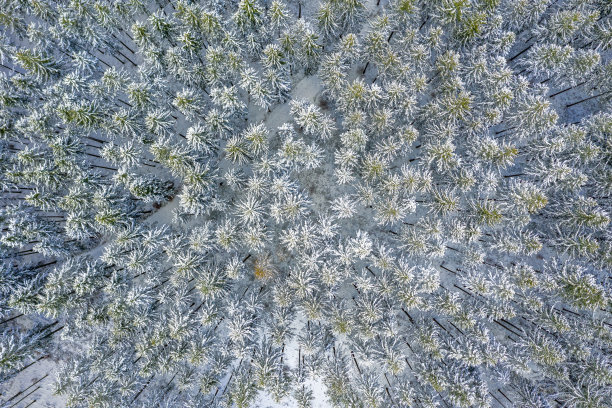 无人机在暴风雪后白雪覆盖的常绿圣诞树森林-白色美丽的树梢。图片下载