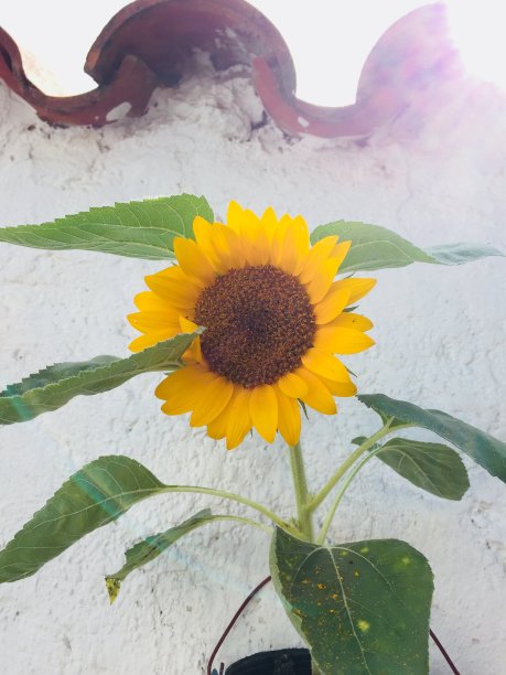 向日葵图片下载