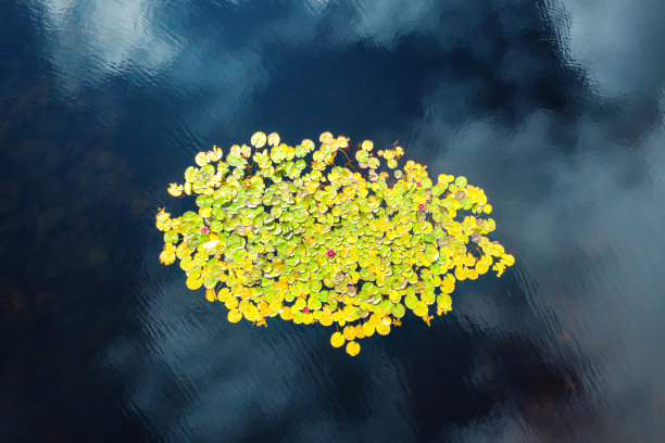 湖中睡莲图片下载