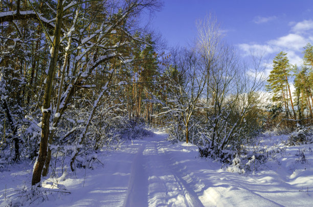 在冬天穿过白雪覆盖的森林图片下载