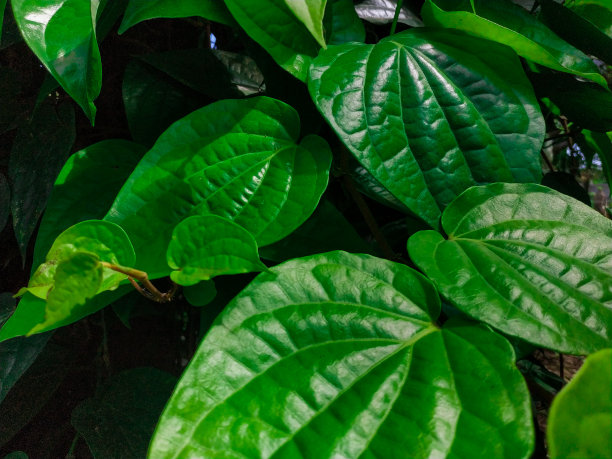 槟榔叶自然是绿色的图片下载
