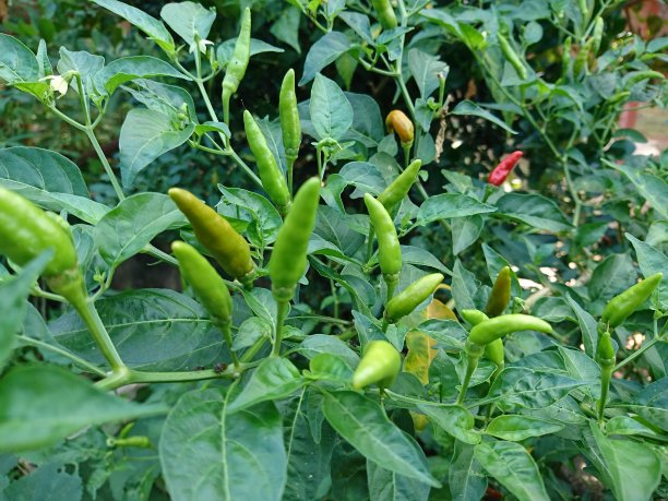 树上有红色和绿色的鸟眼辣椒图片下载