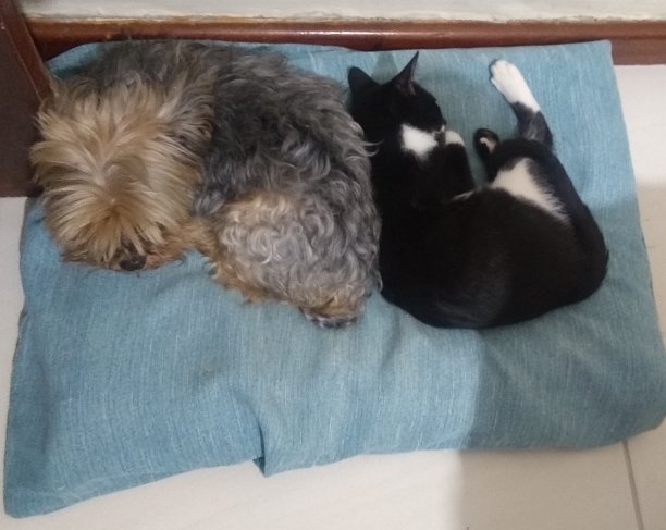 狗和猫共存图片下载