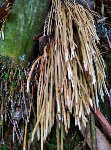 竹子的根图片下载