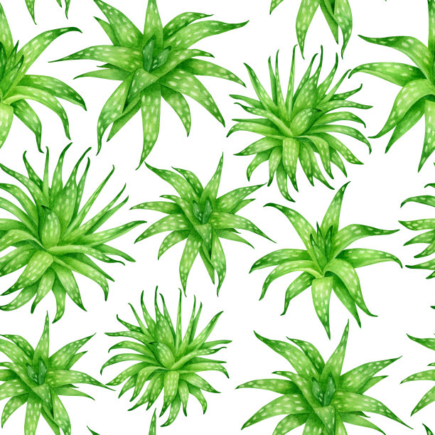 水彩芦荟无缝模式孤立的白色背景。郁郁葱葱的芦荟绿叶设计。图片下载