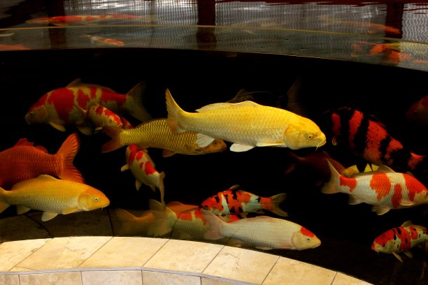 彩色的鲤鱼跃出图片下载