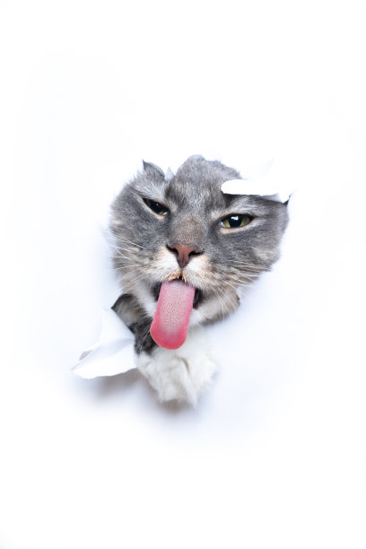 有趣的猫把头从破纸的洞里伸出舌头图片下载