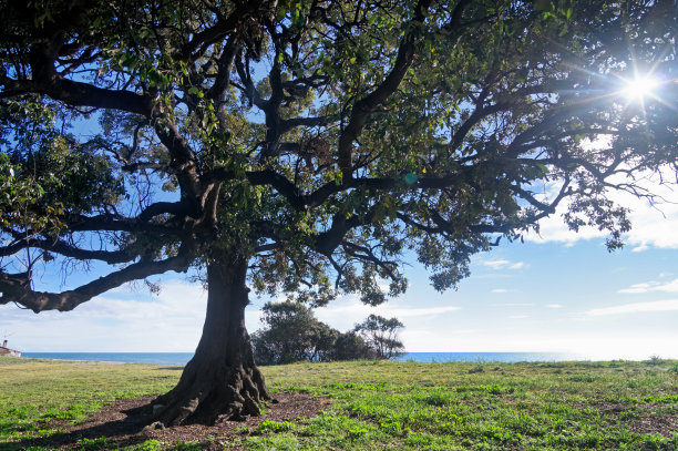 莫里亚尼海滩图片下载