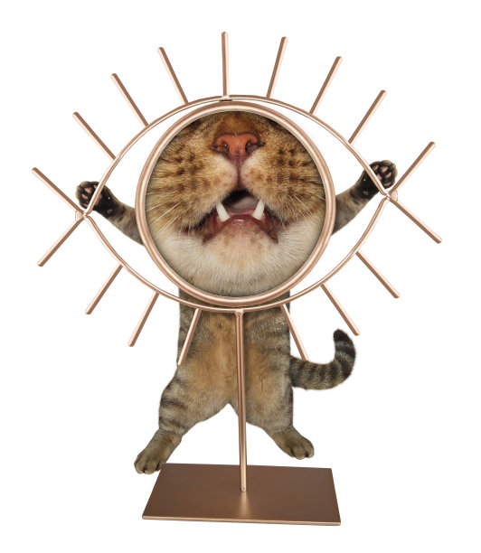 猫透过放大镜看东西图片下载