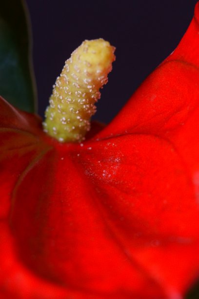 美丽的背景与红色的红掌或火烈鸟花图片下载