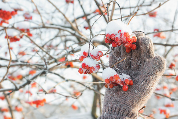 在冬天，把手套放在红色浆果的背景上。冬天的雪下冻住了荚蒾。雪中的荚蒾。红色的浆果。美好的冬天图片下载