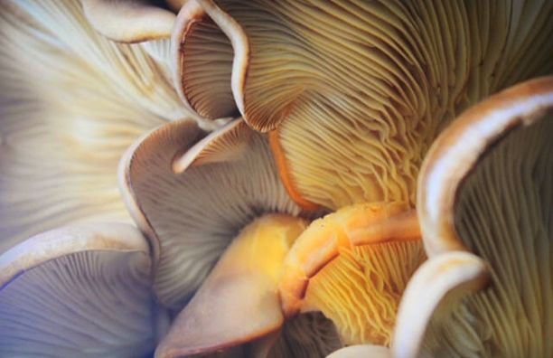 蘑菇珊瑚图片下载