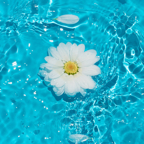 白色雏菊花和花瓣在阳光明媚的蓝色水中。图片下载