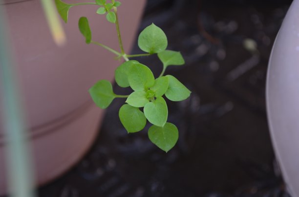 中星是一种常见的康乃馨科一年生开花植物。它可以作为蔬菜作物和人类和家禽的地面覆盖物种植。图片下载