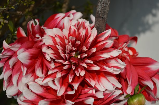 美丽的红色和白色的大丽花在房子的花园里。新鲜健康的花朵。图片下载