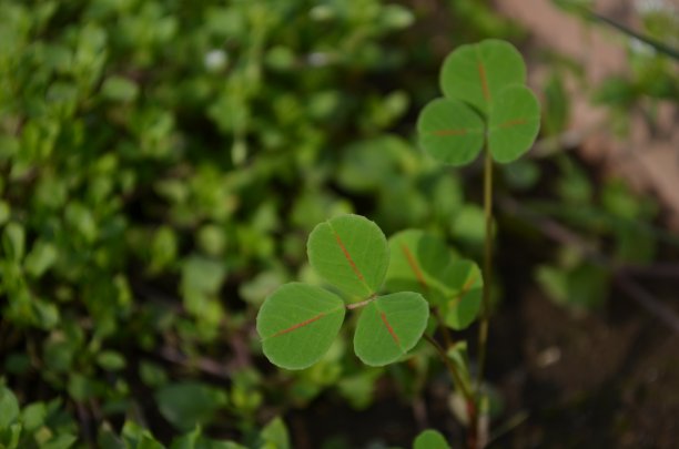 苜蓿是苜蓿属的一种植物。世界各地都有。其他的名字加利福尼亚刺草，有齿的刺草。每片叶子都用红线标出。图片下载
