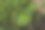 苜蓿是苜蓿属的一种植物。世界各地都有。其他的名字加利福尼亚刺草，有齿的刺草。每片叶子都用红线标出。图片下载