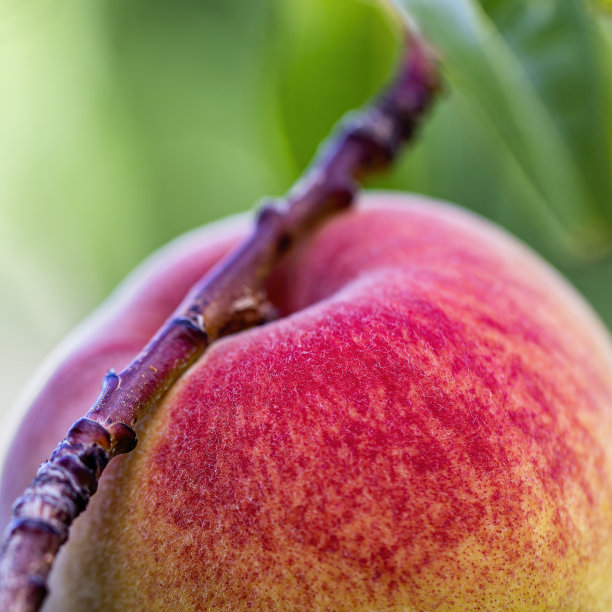 一个新鲜的桃子在树上等待被采摘的特写图片下载