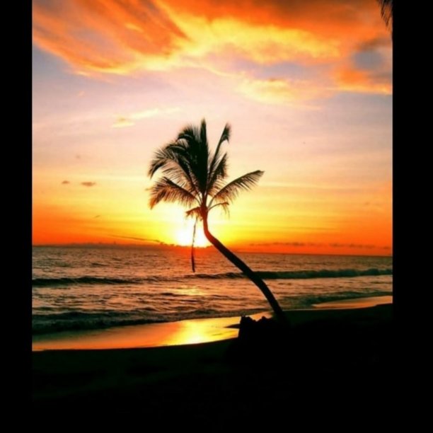 椰子树图片下载