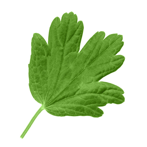 醋栗的绿叶，孤立在白色背景上图片下载