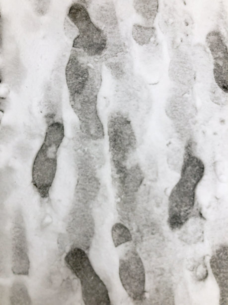 雪地上的脚印图片下载