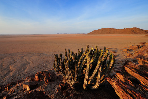 骨骼海岸山区的大戟科植物图片下载