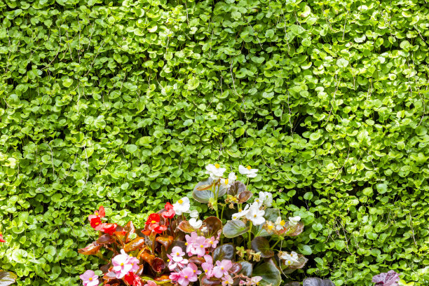 美丽的自然背景与花叶，高角度视角，背景与复制空间图片下载