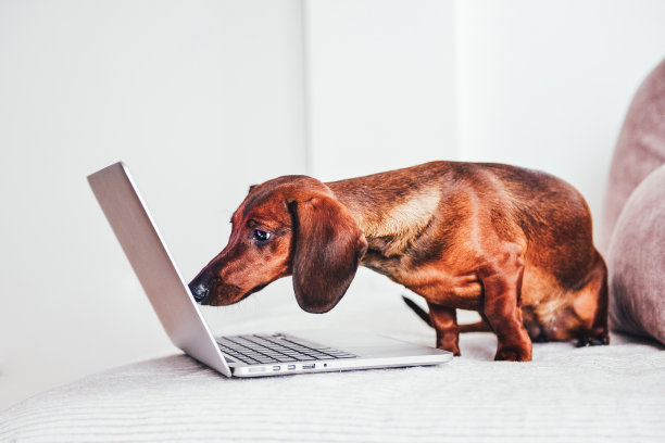 可爱的腊肠犬在家里用笔记本电脑工作。技术概念图片下载