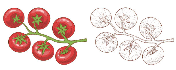 番茄上的番茄在没有颜色的铅笔画风格和有颜色或在一个雕刻的风格。图片下载