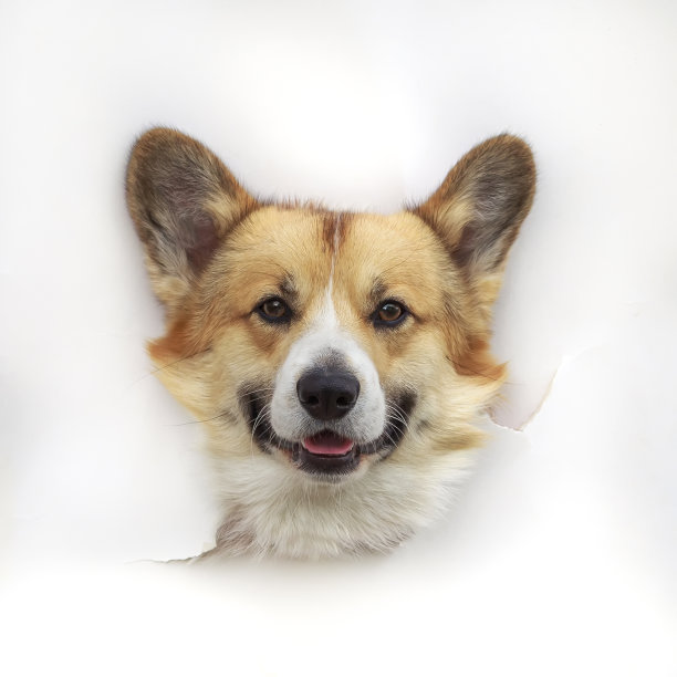 柯基狗的头从一个白纸做的洞里探出来图片下载