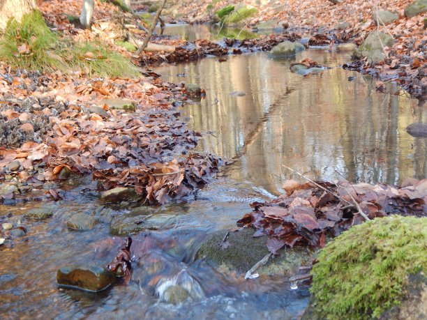 森林里的小溪上有霜冻图片下载