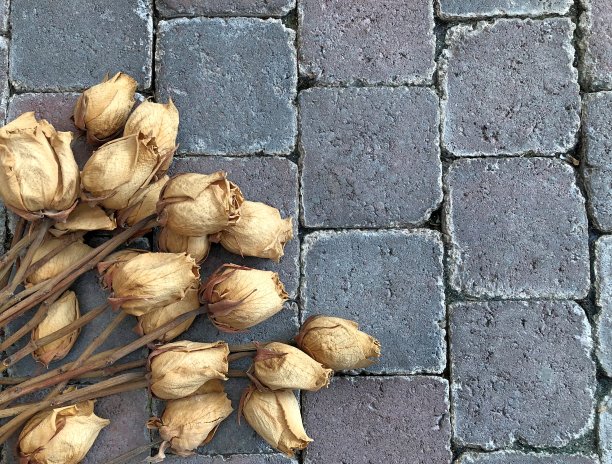 干玫瑰图片下载