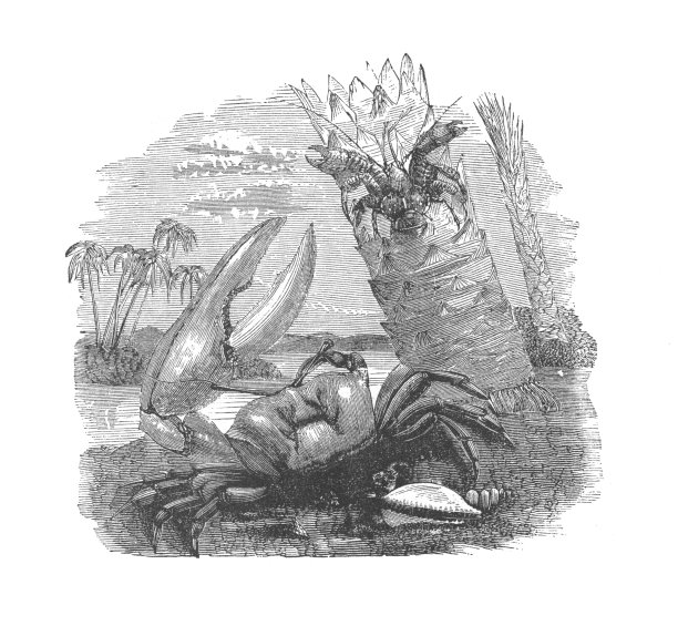 岸边的一对螃蟹，古董雕刻插图图片下载