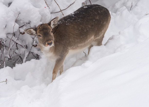 在Lindenhof, rapperswill - joona，瑞士圣加伦，休闲鹿(Dama Dama)试图在厚厚的雪层下吃草图片下载