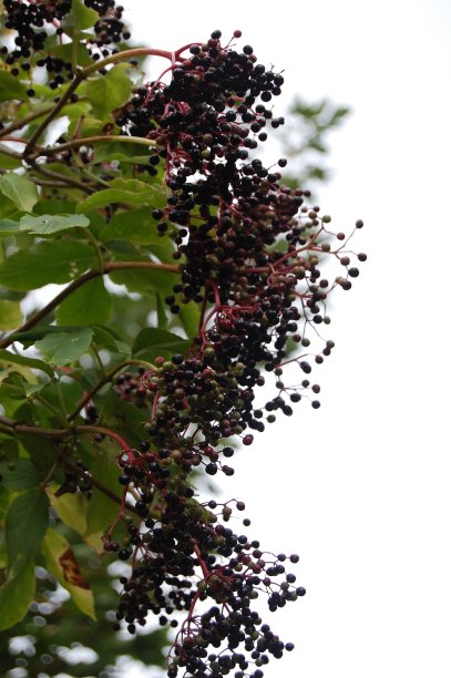靠近一排接骨木莓-成熟和未成熟。图片下载