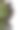 靠近一排接骨木莓-成熟和未成熟。图片下载