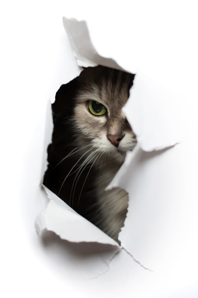 猫往洞里看图片下载
