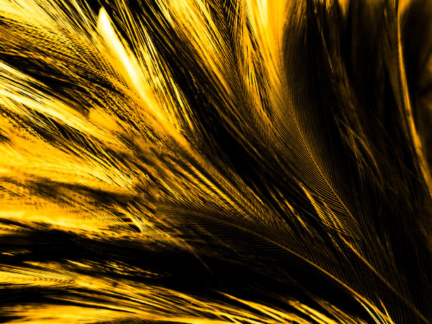 美丽抽象的白色和棕色羽毛上的黑色背景，柔软的黄色羽毛纹理上的白色图案和黄色背景，羽毛背景，金色羽毛横幅图片下载