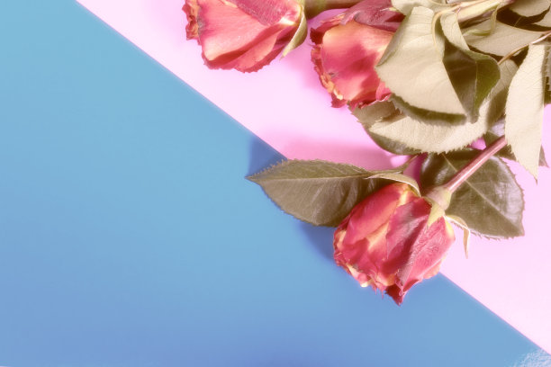 灰色背景上的玫瑰色插花图片下载